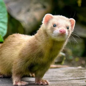 Ferret