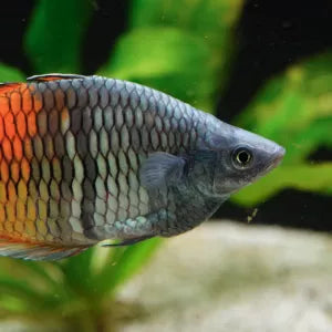 Fish