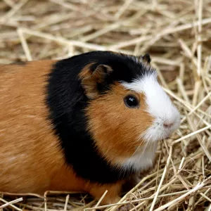 Guinea pig
