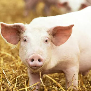 Pig