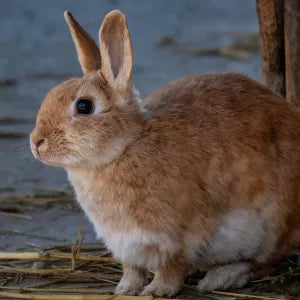 Rabbit