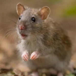 Rat and mouse
