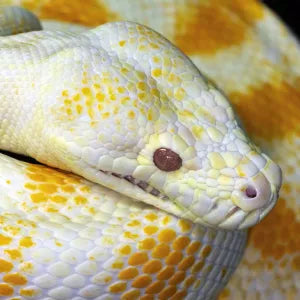 Reptiles