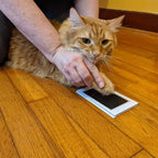 DIY Inkless Nose and Pawprint Impression Making Kit ( Premium Quality )